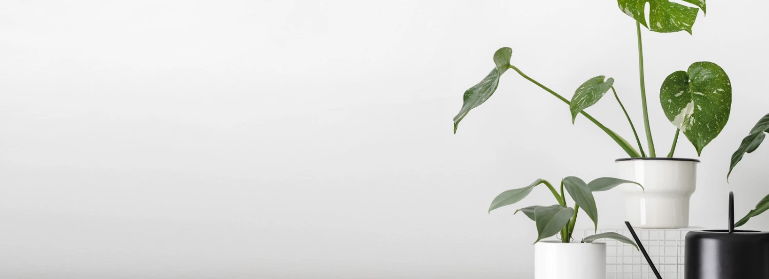 Exotic Flora Shop -Exotic Flora Shop Cras Ricosta