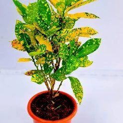 Exoticflora Gold Dust Croton - Ornamental Plants Indoor Plants