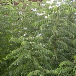 Exoticflora Curry Leaf Plant- KITCHEN Plants & Tree