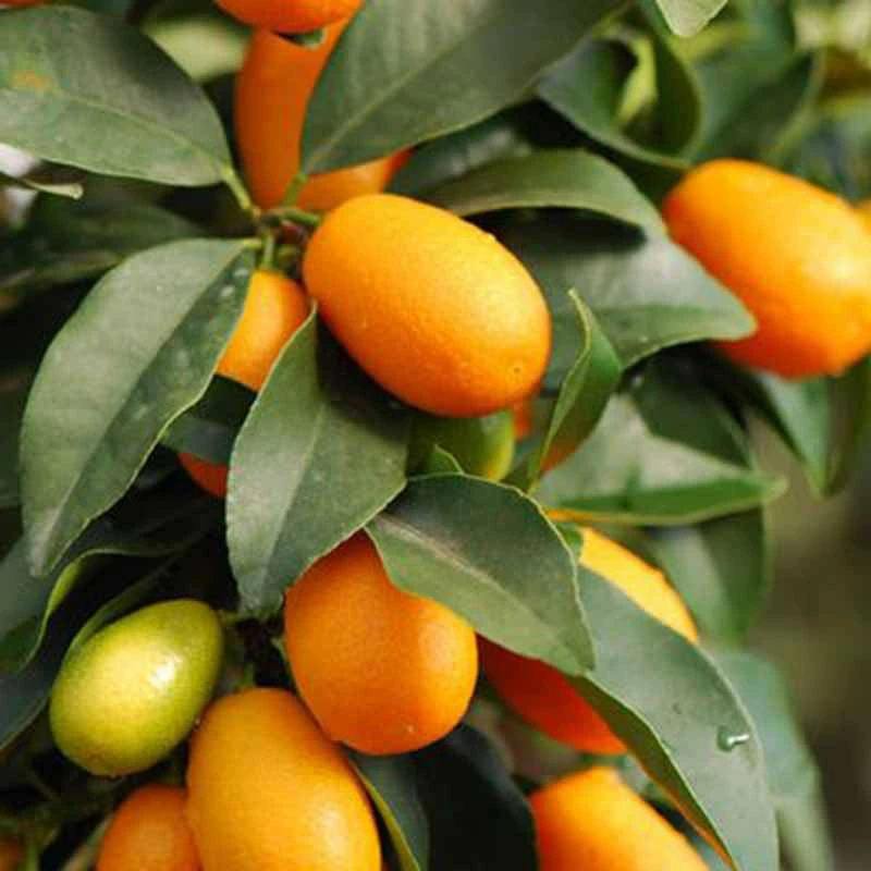 Exoticflora Sweet Lemon / Kumquat(Grafted) - Fruit Plants & Tree 1 Exoticflora Sweet Lemon / Kumquat(Grafted) - Fruit Plants & Tree
