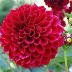 Exoticflora Dahlia Dwarf Red - SEASONALS All Flowering Plants 7 Exoticflora Dahlia Dwarf Red - SEASONALS All Flowering Plants