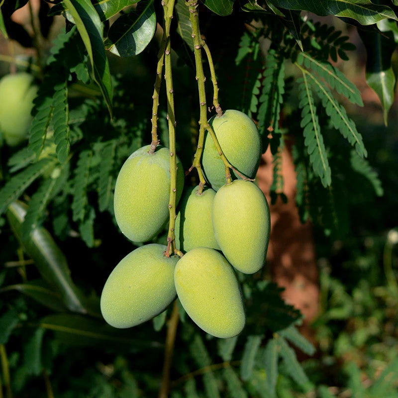 Exoticflora Grafted Fruit Plants Mango Dasheri(Grafted) - Fruit Plants & Tree 1 Exoticflora Grafted Fruit Plants Mango Dasheri(Grafted) - Fruit Plants & Tree