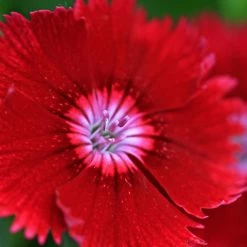 Exoticflora All Flowering Plants Dianthus Red - SEASONALS
