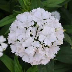 Exoticflora All Flowering Plants Dianthus White - SEASONALS