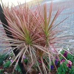 Exoticflora Dracaena Marginata Tricolor - Indoor/Ornamental Plants
