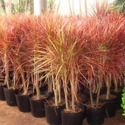 Exoticflora Dracaena Marginata Tricolor - Indoor/Ornamental Plants