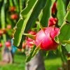 Exoticflora Dragon Fruit - Fruit Plants