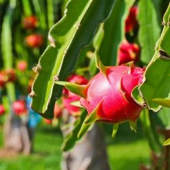 Exoticflora Dragon Fruit - Fruit Plants