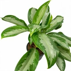 Exoticflora Aglaonema Big Leaf - Indoor Plants