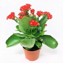 Exoticflora Kalanchoe Blossfeldiana Hybrida Red - GIFT PLANTS