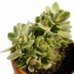 Exoticflora Crassula Ovata - Indoor Plants
