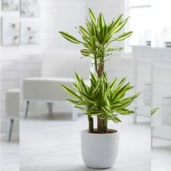 Exoticflora Yellow Dracaena - Indoor Plants