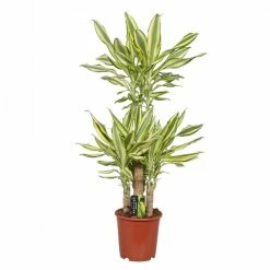 Exoticflora Yellow Dracaena - Indoor Plants