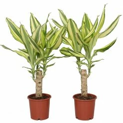 Exoticflora Yellow Dracaena - Indoor Plants