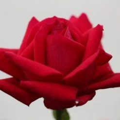 Exotic Flora Year Round Flowering Plants Rose Gladiator - Flowering Plants