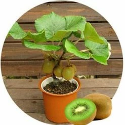 Exotic Flora Kiwi Fruit Dwarf Female (Grafted) - Fruit Plant Grafted Fruit Plants