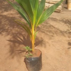 Exotic Flora Coconut Ceylon Orange - Fruit Plants