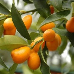 Exoticflora Sweet Lemon / Kumquat(Grafted) - Fruit Plants & Tree 5 Exoticflora Sweet Lemon / Kumquat(Grafted) - Fruit Plants & Tree