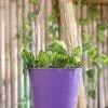 Exotic Flora Hanging Bucket Purple