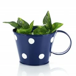 Exotic Flora Pots & Planters Polka Cup Small Blue