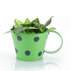 Exotic Flora Polka Cup Small Green