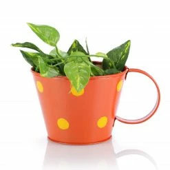 Exotic Flora Pots & Planters Polka Cup Small Orange
