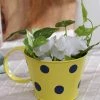 Exotic Flora Polka Cup Small Yellow Pots & Planters