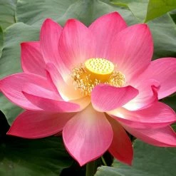 Exoticflora Pink Lotus - Aquatic Plants