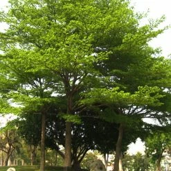 Exoticflora Terminalia Mantaly Green - Avenue Trees