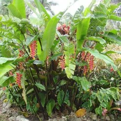 Exoticflora Heliconia Rostrata - Flowering Plants All Flowering Plants