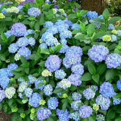 Exoticflora Hydrangea Marcophylla(Blue) - Flowering Shrubs