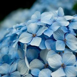 Exoticflora Hydrangea Marcophylla(Blue) - Flowering Shrubs