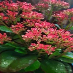 Exoticflora Kalanchoe Blossfeldiana Hybrida Red - GIFT PLANTS