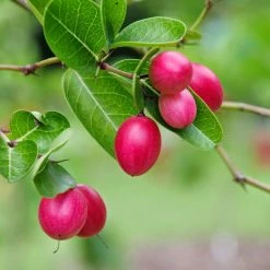 Exoticflora Karonda/Carissa Carandas - Fruit Plants & Tree Fruit Plants To Grow In Pots