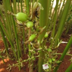 Exoticflora Kitchen Plants & Spice Plants Elaichi/True Cardamom - Spice & Kitchen Plants