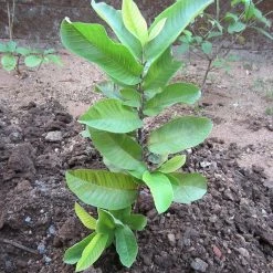 Exoticflora Guava Allhabad Safed - Fruit Plants & Tree