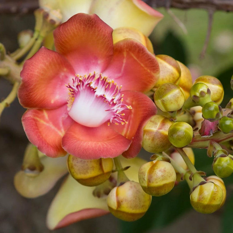 Exoticflora Cannonball / Kailash Pati - Avenue Trees Perfuming Flowering Plants 2 Exoticflora Cannonball / Kailash Pati - Avenue Trees Perfuming Flowering Plants