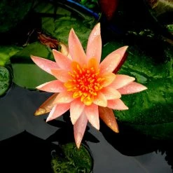 Exoticflora Water Lily Orange - Aquatic Plants