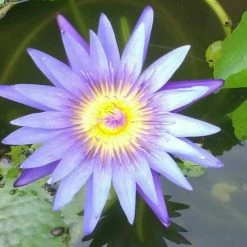 Exoticflora Water Lily Blue- Aquatic Plants