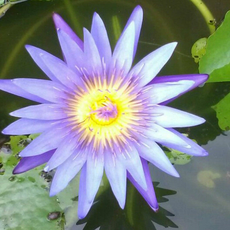 Exoticflora Water Lily Blue- Aquatic Plants 1 Exoticflora Water Lily Blue- Aquatic Plants