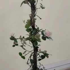 Exoticflora Pink Wall Creeper Variegated/Ficus Pumila - Creepers & Climbers