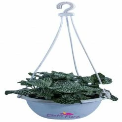 Exoticflora Indoor Plants Green Fittonia - Hanging Basket Plant