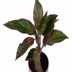 Exoticflora Aglaonema Lipstick - Indoor Plants