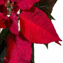 Exoticflora All Flowering Plants Poinsettia Red - SEASONALS