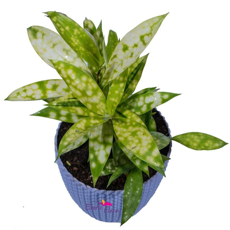 Exotic Space Dracenea Gold Spot/Dracaena Surculosa - Indoor/Outdoor Plants Indoor Plants 2 Exotic Space Dracenea Gold Spot/Dracaena Surculosa - Indoor/Outdoor Plants Indoor Plants