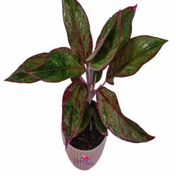Exoticflora Aglaonema Lipstick - Indoor Plants