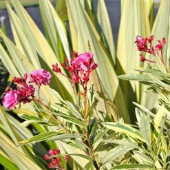 Exoticflora Nerium Variegate - Flowering Shrubs Year Round Flowering Plants