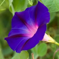 Exoticflora Ipomoea Purpurea - Creepers & Climbers
