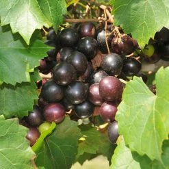 Exoticflora Black Grapes (Hybrid) - Fruit Plants & Tree