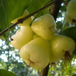 Exoticflora Exotic Fruit Plants Water Apple Hybrid White- Fruit Plants & Tree